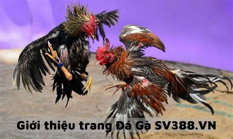 SV388 .
